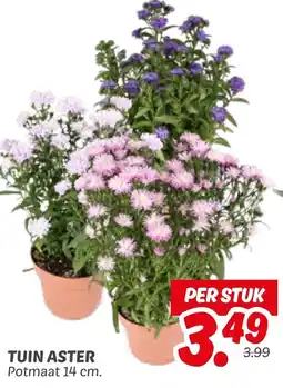 Dekamarkt Tuin aster aanbieding