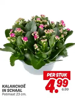 Dekamarkt Kalanchoë in schaal aanbieding