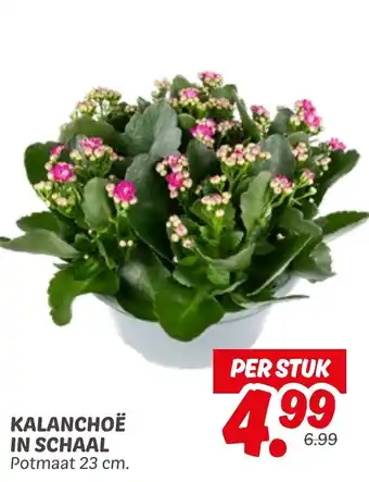 Dekamarkt Kalanchoë in schaal aanbieding