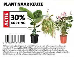 Intratuin Plant naar keuze aanbieding