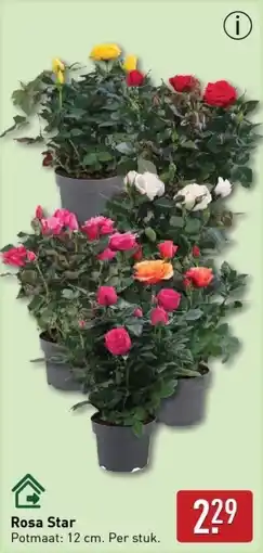 ALDI Rosa Star aanbieding