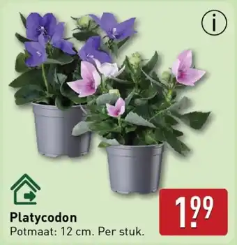 ALDI Platycodon aanbieding
