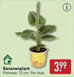 ALDI Bananenplant aanbieding