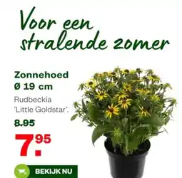 Welkoop Zonnehoed Rudbeckia Little Goldstar aanbieding
