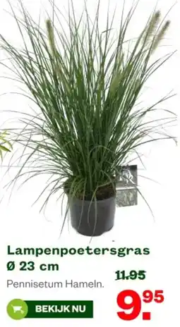 Welkoop Lampenpoetersgras aanbieding