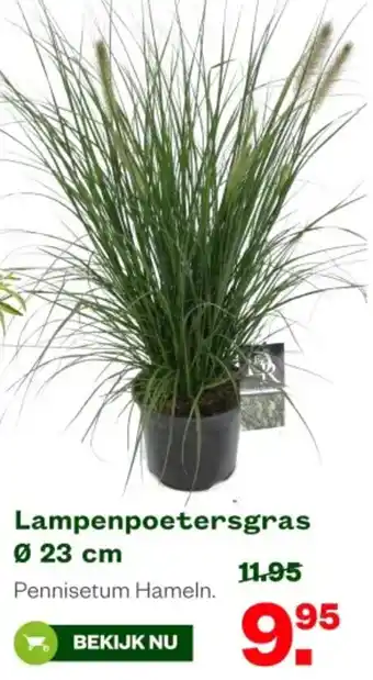 Welkoop Lampenpoetersgras aanbieding