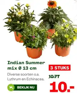 Welkoop Indian Summer mix aanbieding