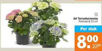 Albert Heijn AH Terrashortensia aanbieding