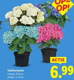 Lidl Tuinhortensia aanbieding
