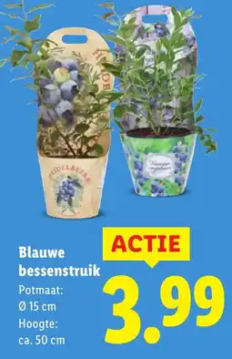 Lidl Blauwe bessenstruik aanbieding
