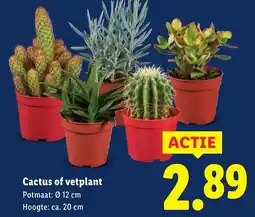 Lidl Cactus of vetplant aanbieding