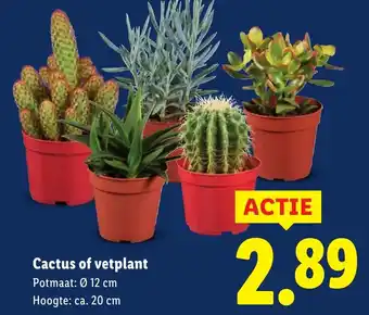 Lidl Cactus of vetplant aanbieding