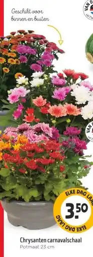 Jumbo Chrysanten carnavalschaal aanbieding