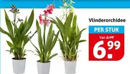 Hoogvliet Vlinderorchidee aanbieding