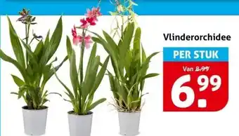 Hoogvliet Vlinderorchidee aanbieding