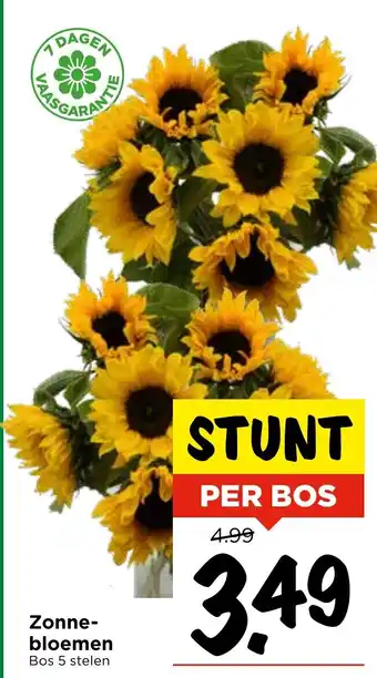 Vomar Voordeelmarkt Zonne bloemen aanbieding