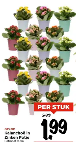 Vomar Voordeelmarkt Kalanchoë in Zinken Potje aanbieding