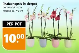 Poiesz Phalaenopsis in sierpot aanbieding
