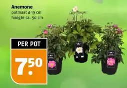 Poiesz Anemone aanbieding