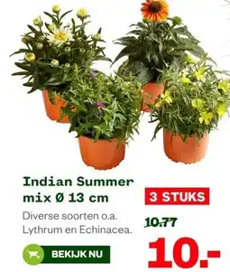 Welkoop Indian Summer mix Ø 13 cm aanbieding