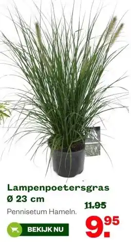 Welkoop Lampenpoetersgras Ø 23 cm aanbieding