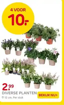 Praxis Diverse planten aanbieding