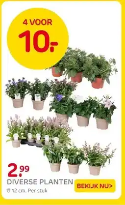 Praxis DIVERSE PLANTEN aanbieding