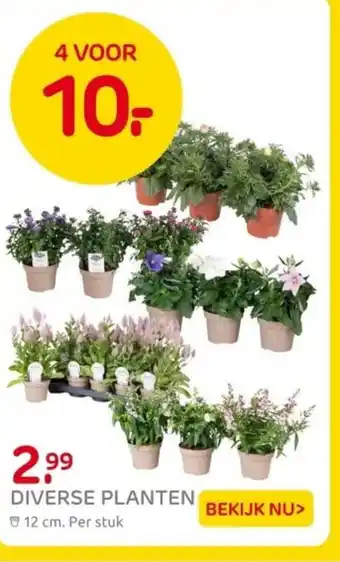 Praxis Diverse planten aanbieding