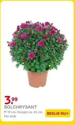 Praxis BOLCHRYSANT aanbieding