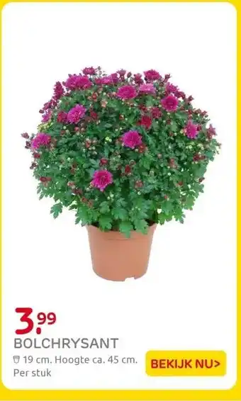 Praxis Bolchrysant aanbieding