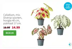 Intratuin Caladium 40 cm aanbieding