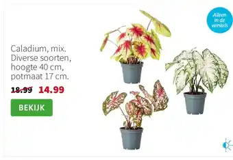 Intratuin Caladium 40 cm aanbieding
