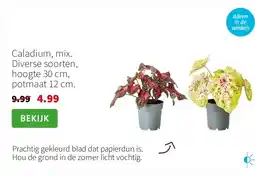 Intratuin Caladium 30 cm aanbieding