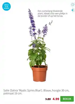 Intratuin Salie Salvia ‘Mystic Spires Blue aanbieding