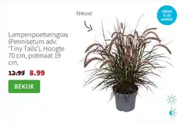 Intratuin Lampenpoetsersgras Pennisetum adv. ‘Tiny Tails’ aanbieding