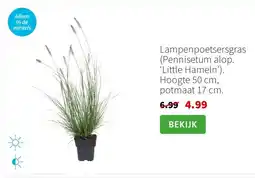 Intratuin Lampenpoetsersgras aanbieding