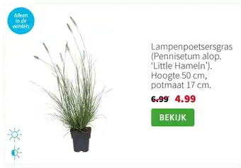 Intratuin Lampenpoetsersgras aanbieding