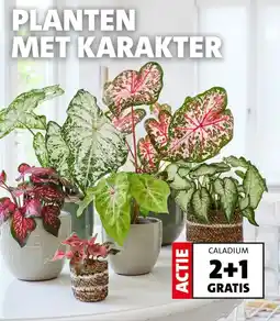 Intratuin CALADIUM aanbieding