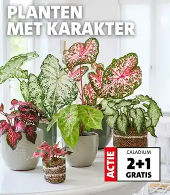 Intratuin CALADIUM aanbieding