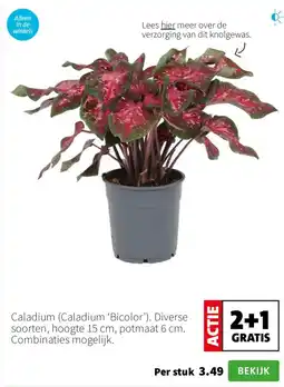 Intratuin Caladium aanbieding