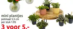 Deka Tuin Mini plantjes aanbieding