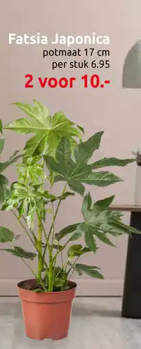 Deka Tuin Fatsia Japonica aanbieding
