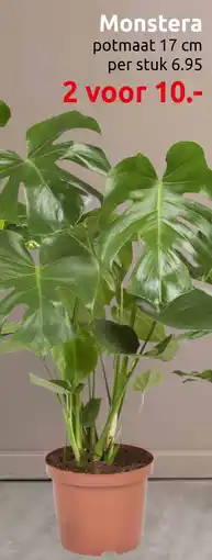 Deka Tuin Monstera aanbieding