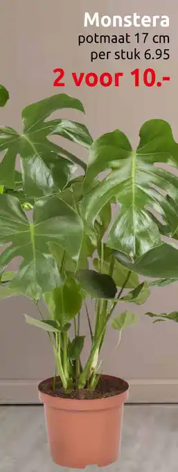 Deka Tuin Monstera aanbieding