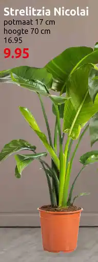 Deka Tuin Strelitzia Nicolai aanbieding