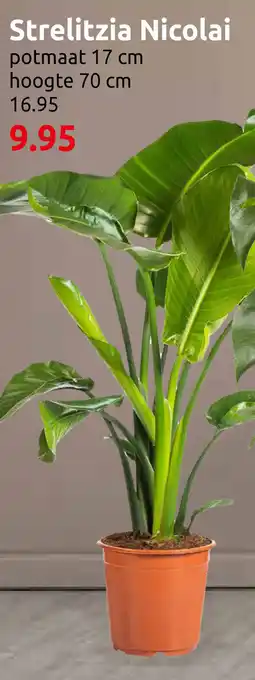 Deka Tuin Strelitzia Nicolai aanbieding
