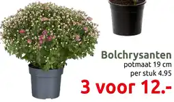 Deka Tuin Bolchrysanten aanbieding