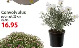 Deka Tuin Convolvulus aanbieding