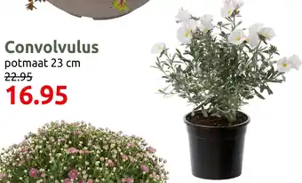 Deka Tuin Convolvulus aanbieding