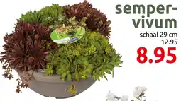 Deka Tuin Sempervivum aanbieding